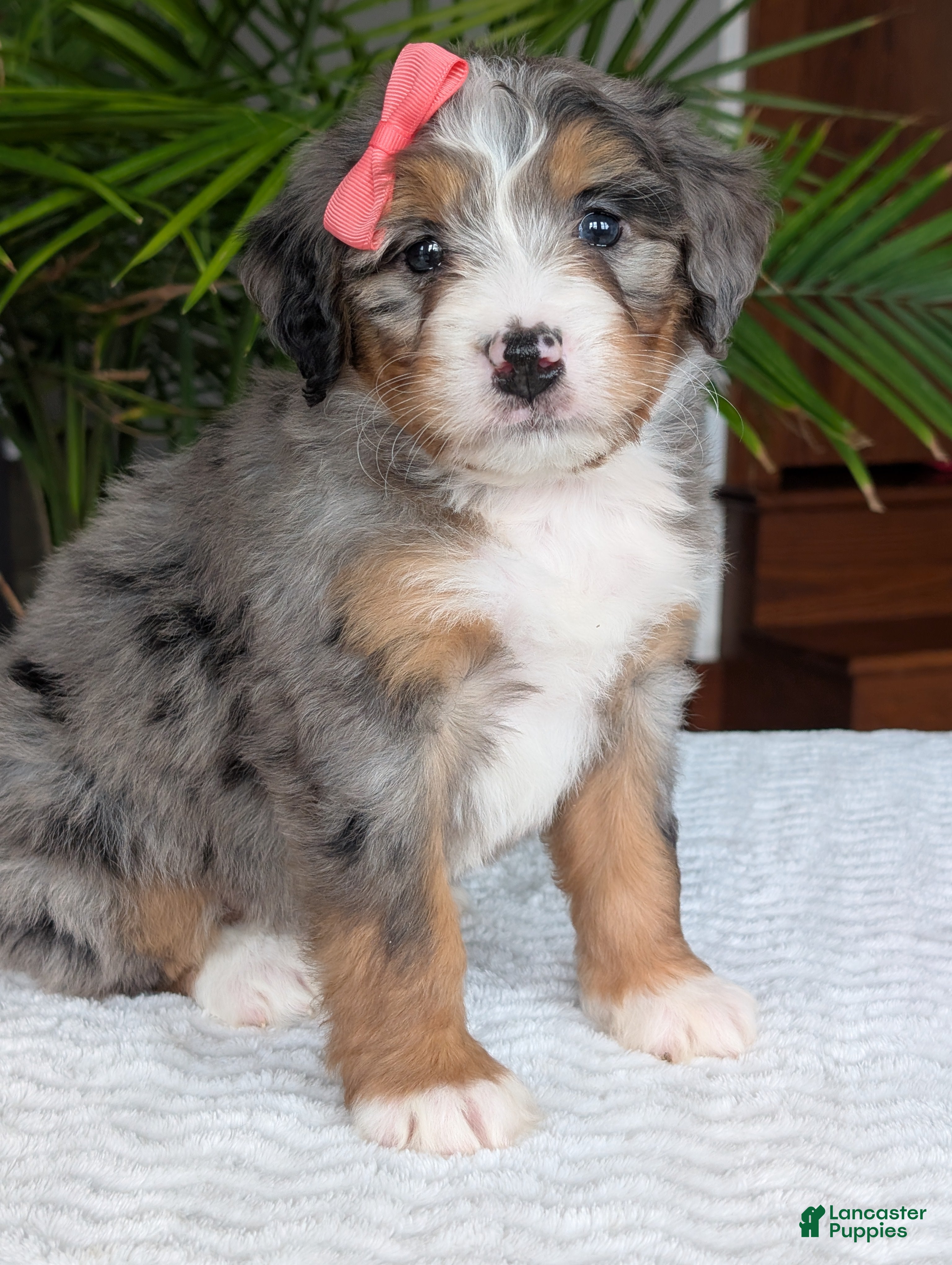 Mini Bernedoodle dogs Mini Pippa  - Ad 2