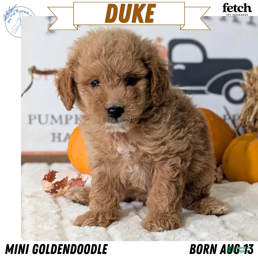 Mini Goldendoodle dogs for sale: Duke - Ad 1