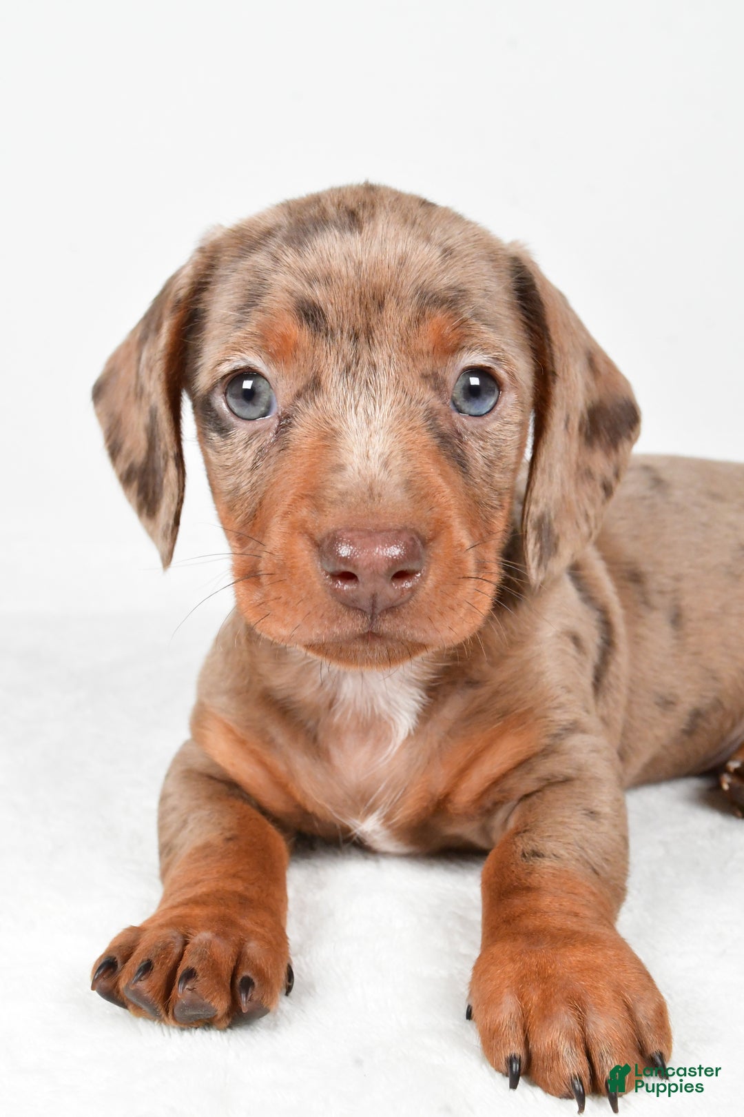 Miniature Dachshund dogs for sale: Finley - Ad 6