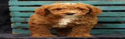 Miniature Poodle dogs for sale: Moe - Ad 3