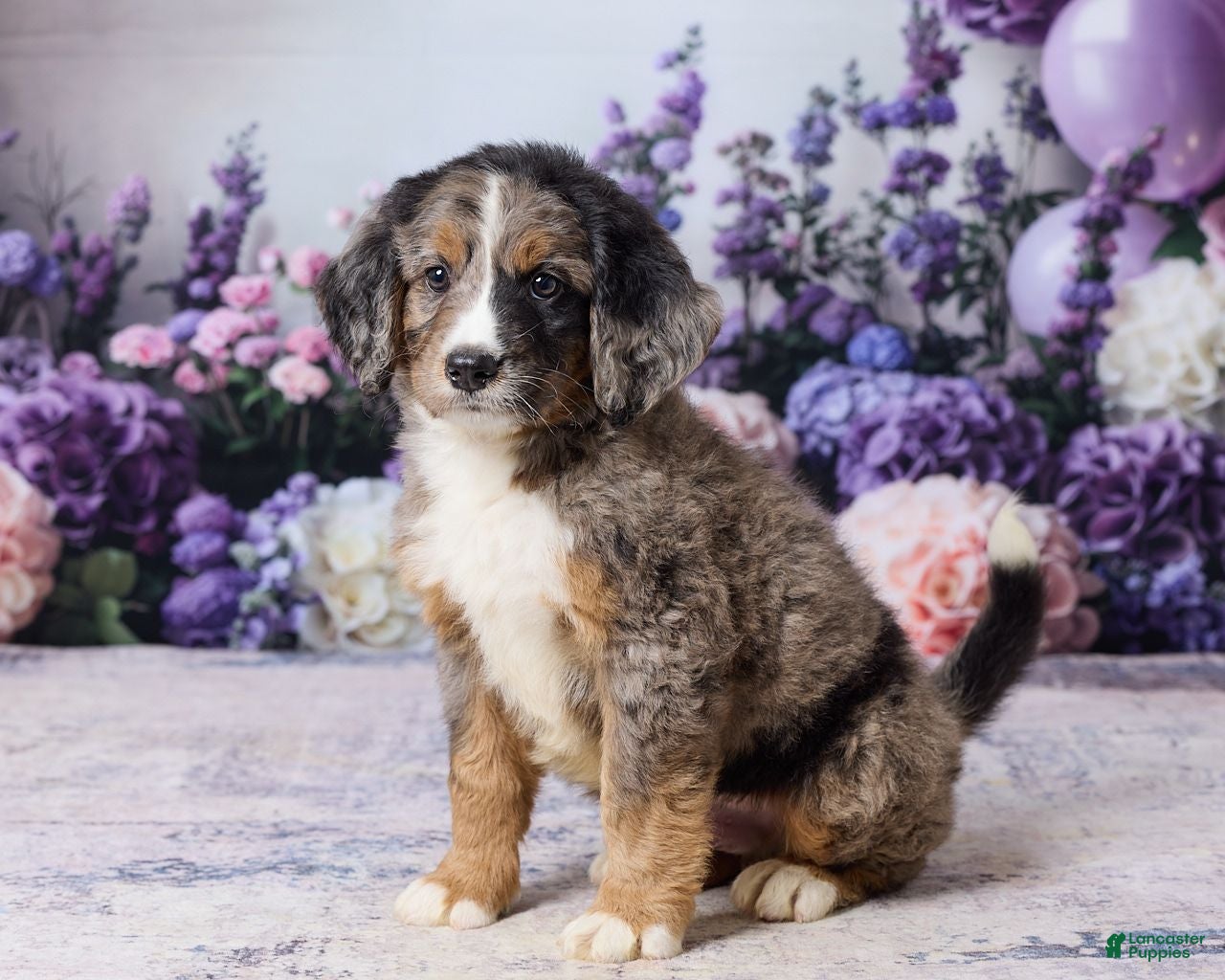 Bernedoodle dogs Leo - Ad 1