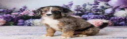 Bernedoodle dogs for sale: Leo - Ad 1
