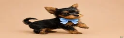 Yorkshire Terrier dogs for sale: Tom - Ad 2