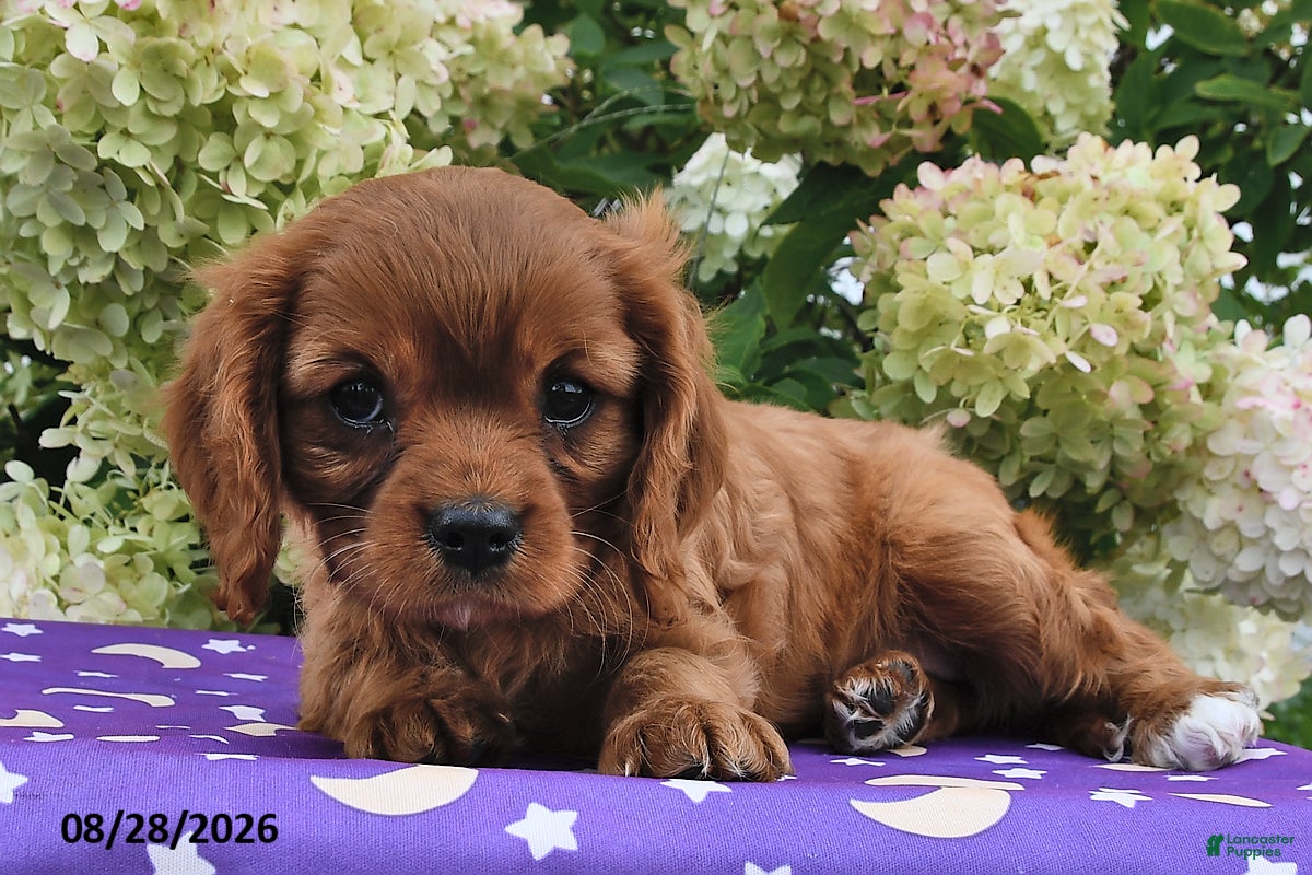 Cavalier King Charles Spaniel dogs Barbie - Ad 2