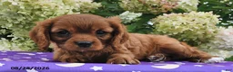 Cavalier King Charles Spaniel dogs for sale: Barbie - Ad 2