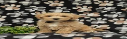 Maltipoo dogs for sale: Osborne - Ad 4