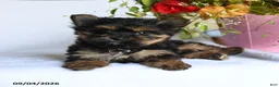 Morkie dogs for sale: Mia  - Ad 2