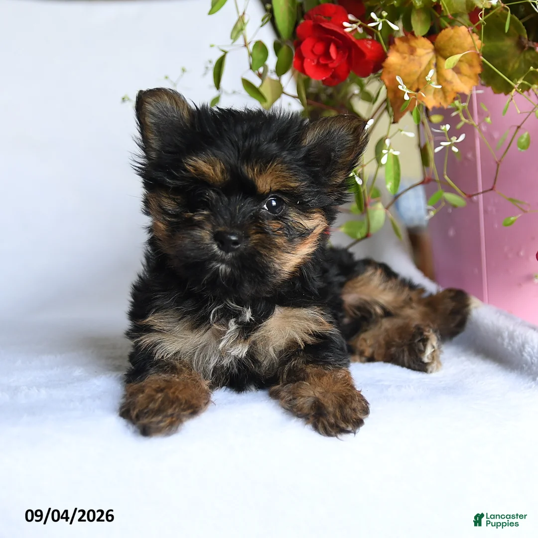 Morkie dogs for sale: Mia  - Ad 2