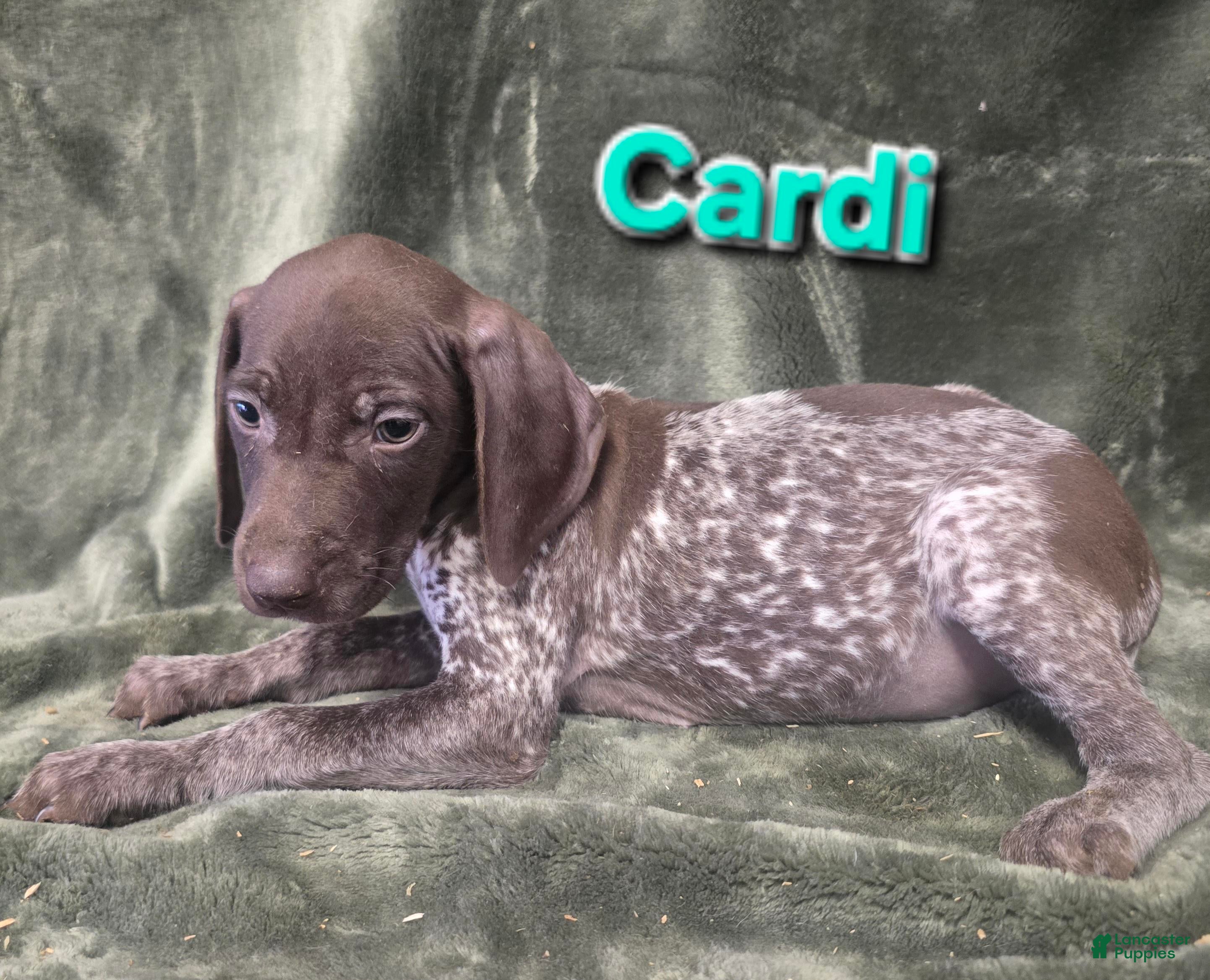 German Shorthaired Pointer dogs CARDI - Ad 29