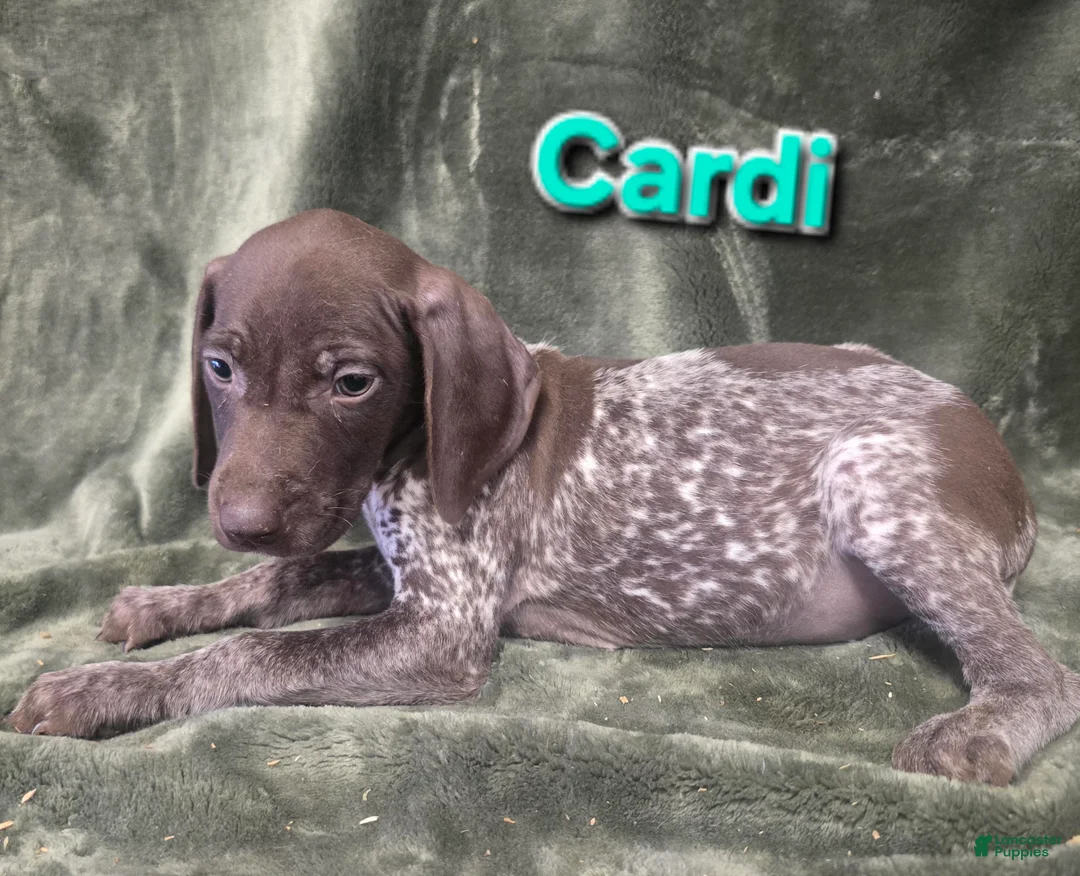 German Shorthaired Pointer dogs for sale: CARDI - Ad 1