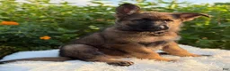 German Shepherd dogs for sale: Storm - Ad 6