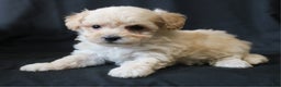 Bichpoo dogs for sale: Butch - Ad 1