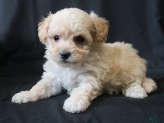 Bichpoo dogs Butch - Ad 23