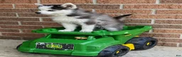 Pomsky dogs for sale: Scout - Ad 11