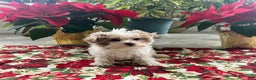 Maltipoo dogs for sale: DAISY - Ad 4