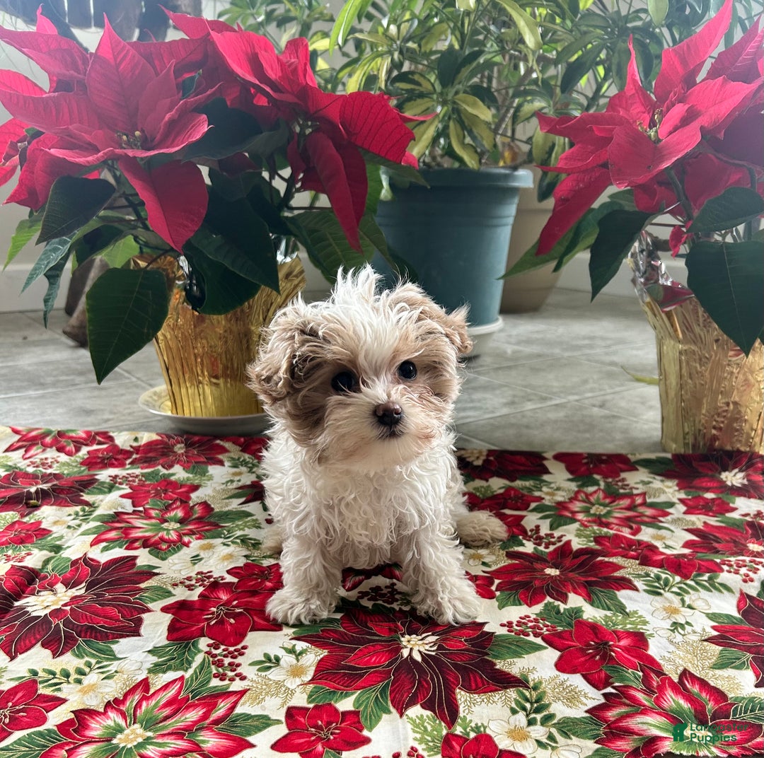 Maltipoo dogs for sale: DAISY - Ad 4