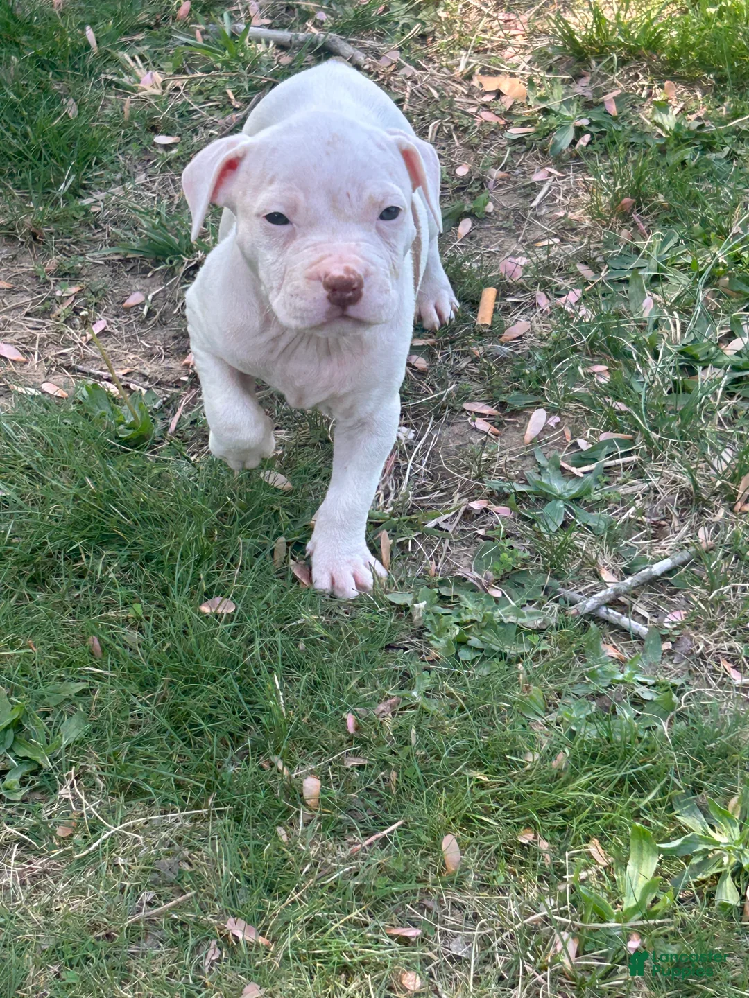 American Bully dogs for sale: American Bully Puppy 9 - Ad 2