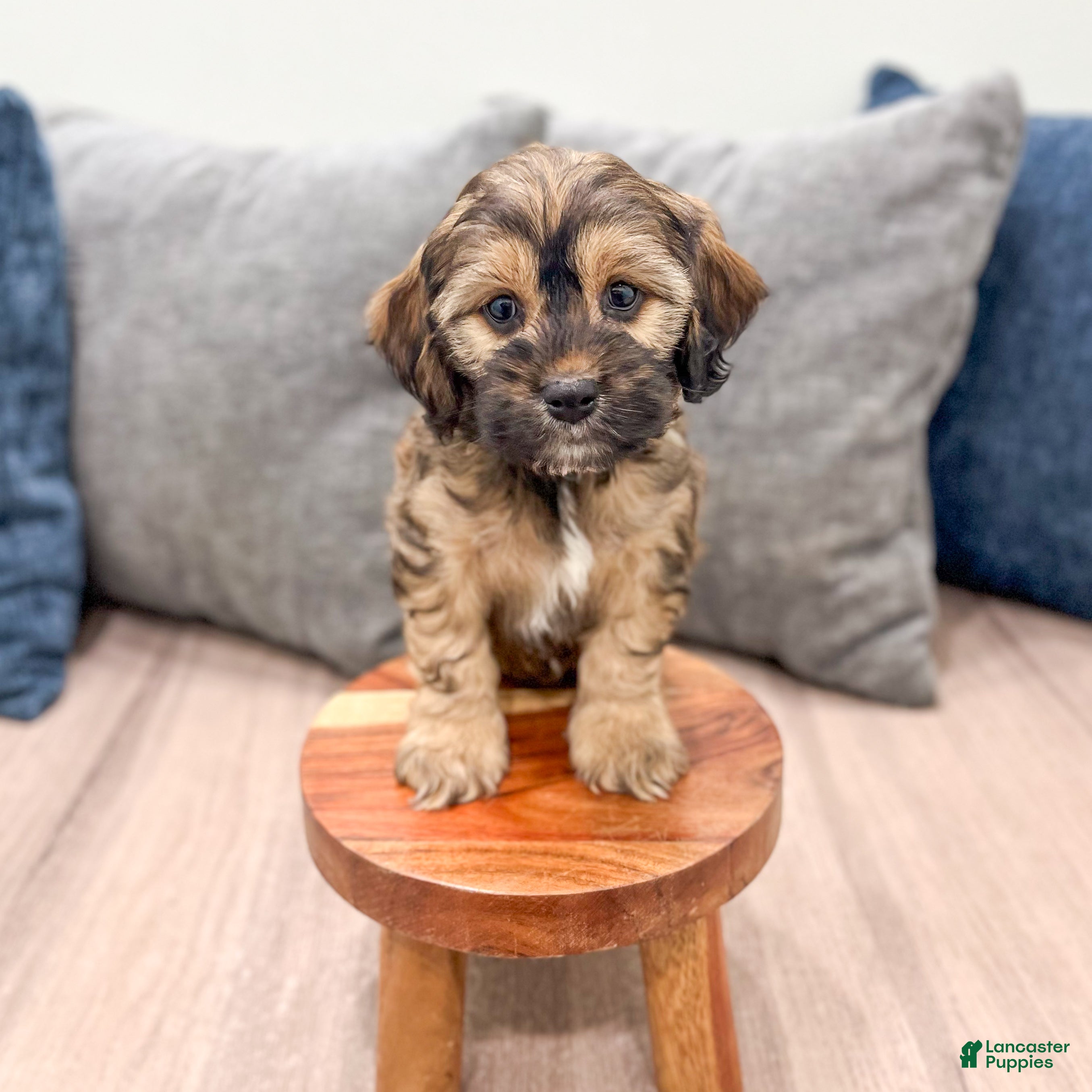 Cockapoo dogs Rao - Ad 2
