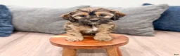 Cockapoo dogs for sale: Rao - Ad 2