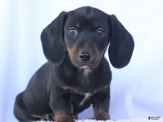 Miniature Dachshund dogs for sale: Sammy - Ad 3