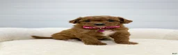 Mini Goldendoodle dogs for sale: Rosie   💖🐶 - Ad 5