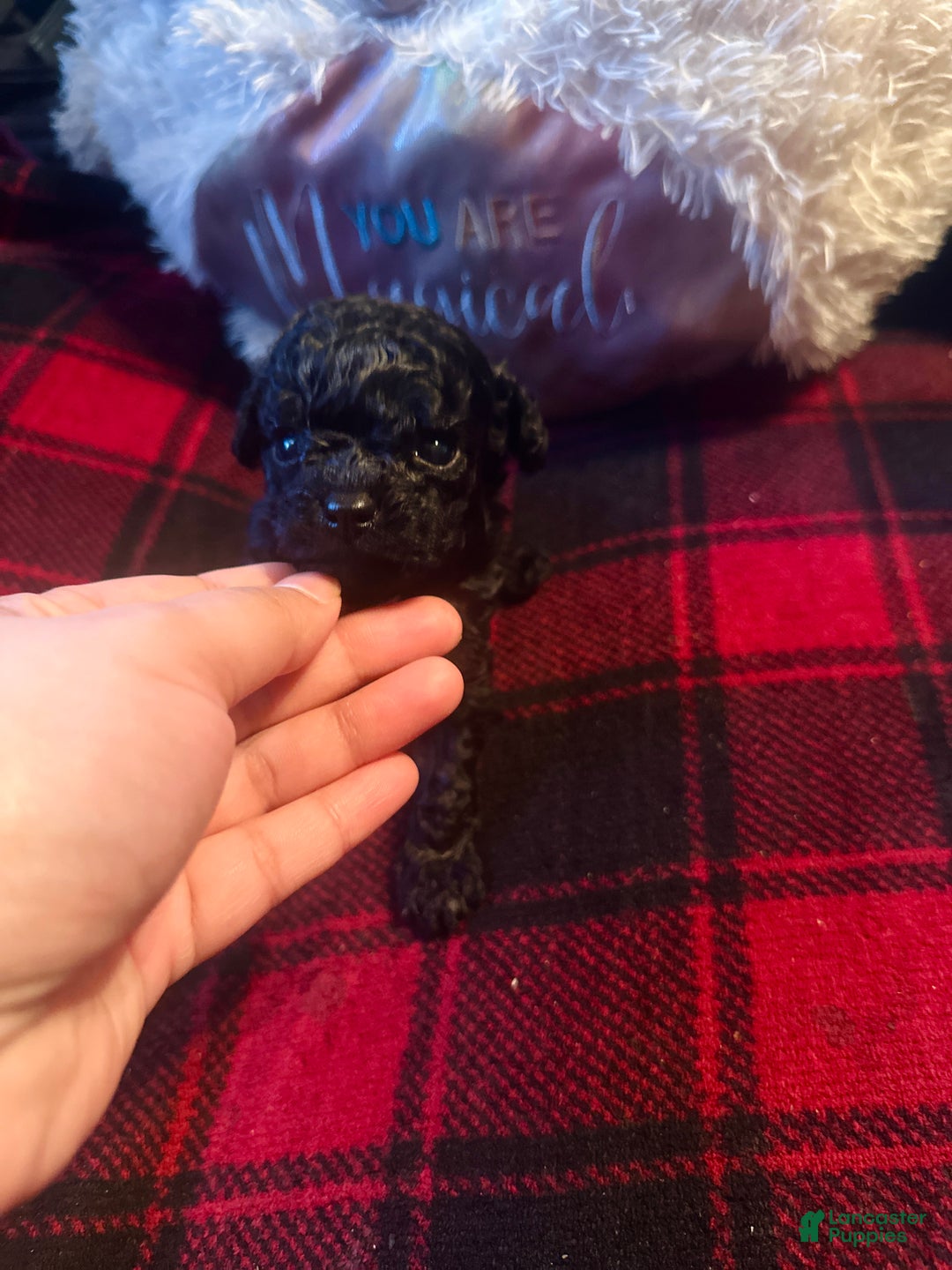 Toy Poodle dogs for sale: Toy Poodle Puppy 3 - Ad 5