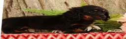 Miniature Dachshund dogs for sale: Tammy - Ad 5