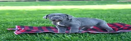Cane Corso dogs for sale: Ink  - Ad 2