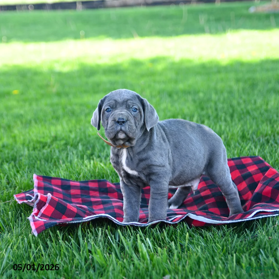 Cane Corso dogs for sale: Ink  - Ad 2
