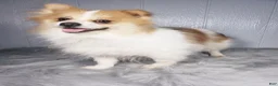 Pomeranian dogs for sale: Max  - Ad 7