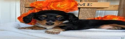 Miniature Dachshund dogs for sale: Miniature Dachshund Puppy 3 - Ad 2