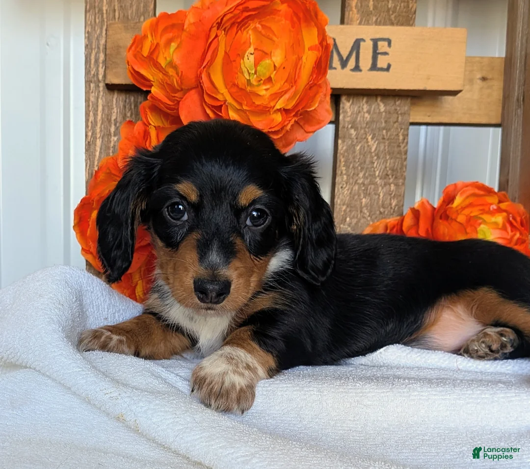 Miniature Dachshund dogs for sale: Miniature Dachshund Puppy 3 - Ad 2
