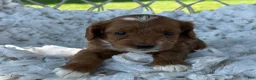 Cavapoo dogs for sale: Cooper - Ad 4