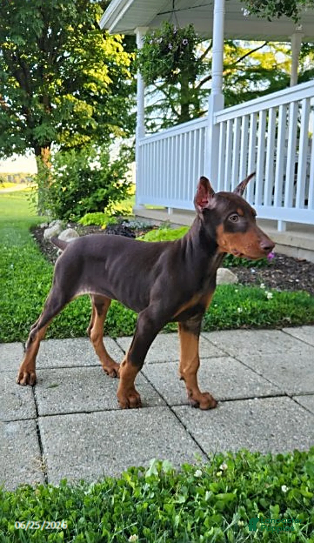 Doberman Pinscher dogs for sale: Gus - Ad 1