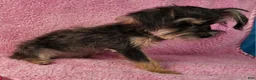 Yorkiepoo dogs for sale: Diamond Dream - Ad 3