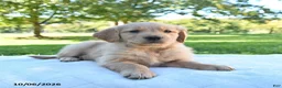 Golden Retriever dogs for sale: Arlo - Ad 5