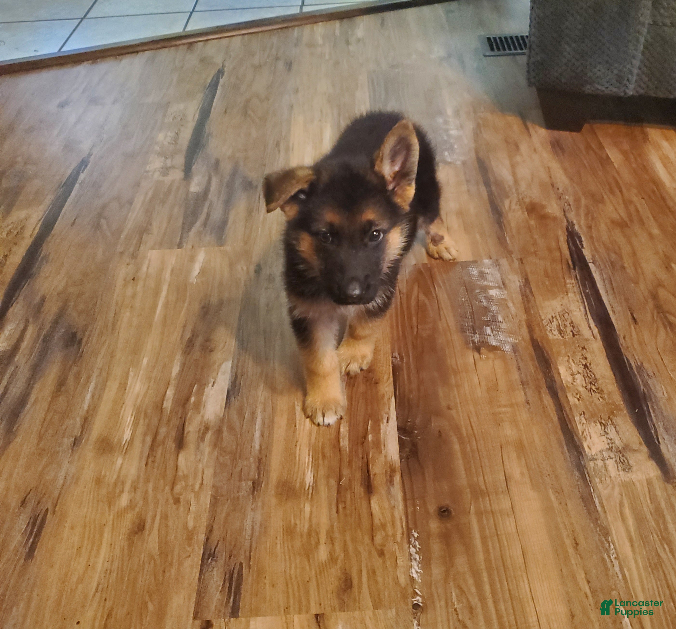 German Shepherd dogs Black Male - Ad 1