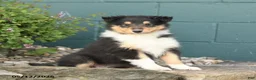 Collie dogs for sale: Magnolia - Ad 1