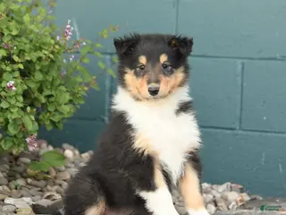 Collie dogs for sale: Magnolia - Ad 1