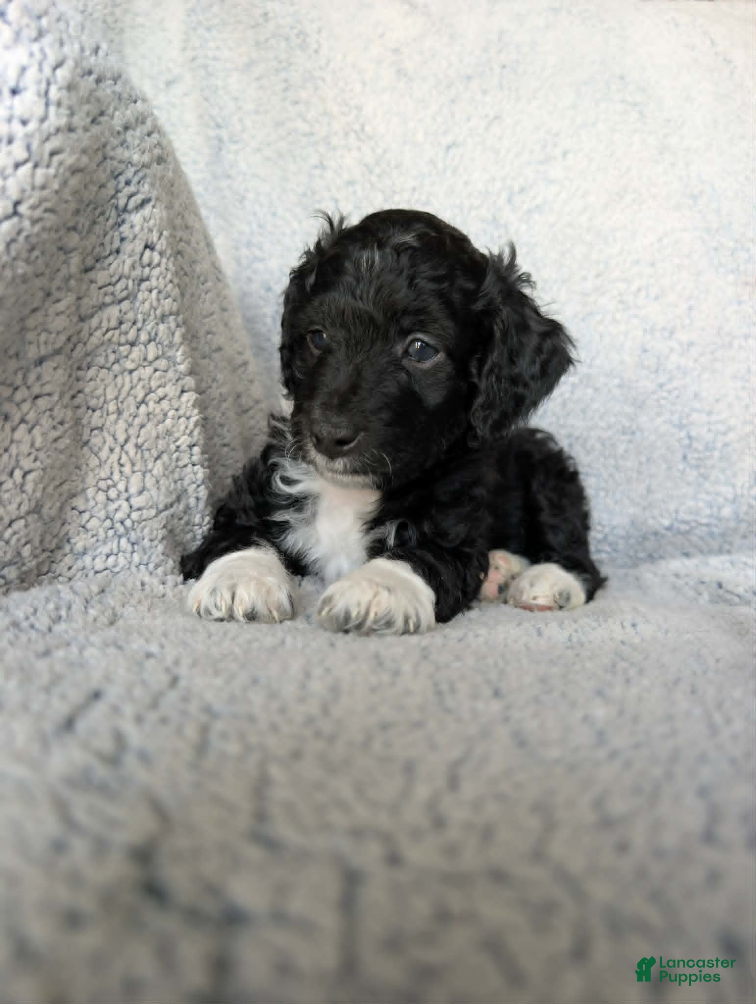 Mixed Breed dogs for sale: Boots  - Ad 3