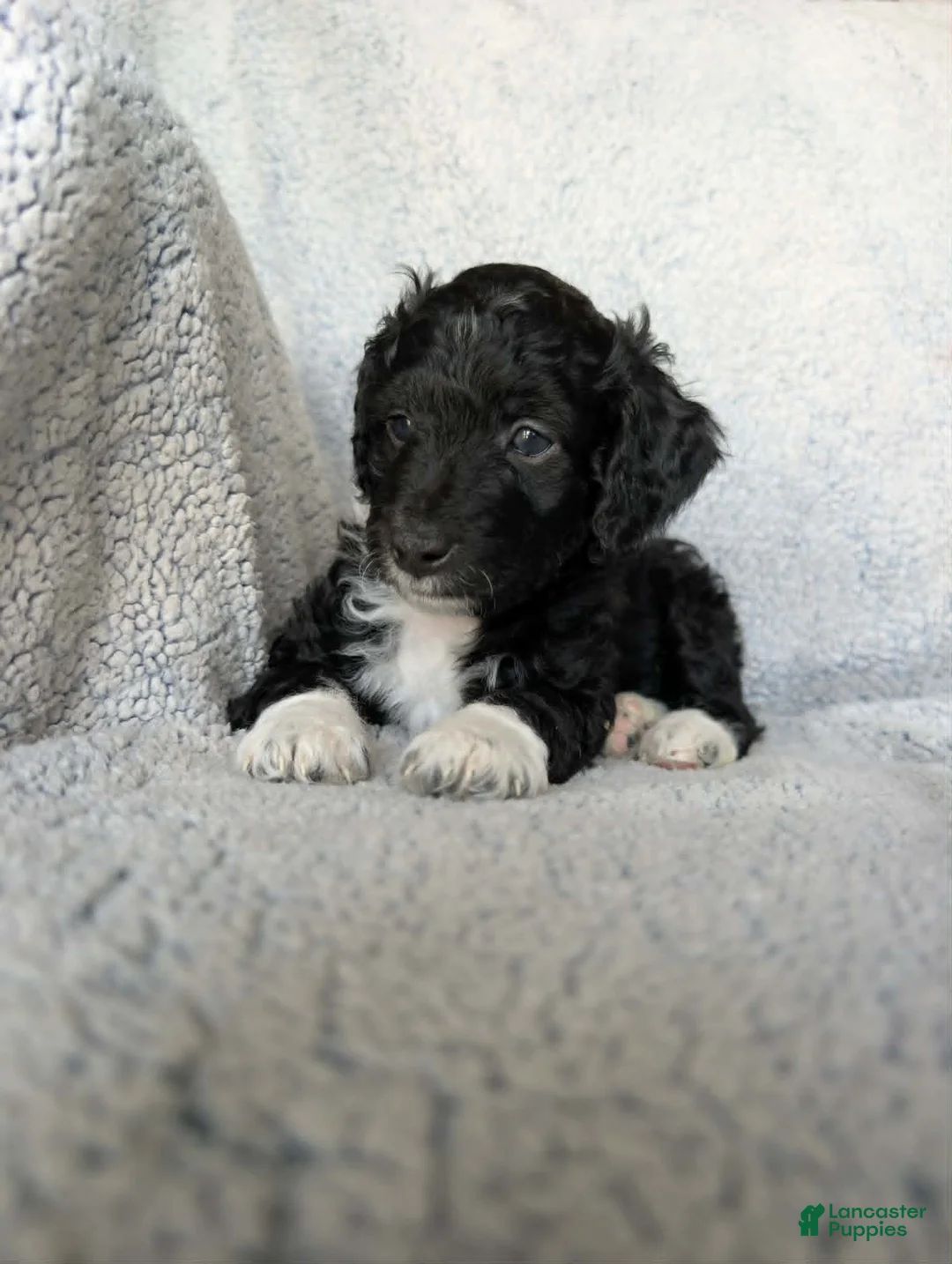 Mixed Breed dogs for sale: Boots  - Ad 2