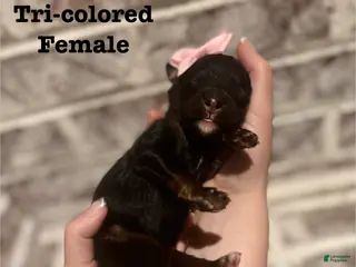 Bernedoodle dogs Carly - Ad 11