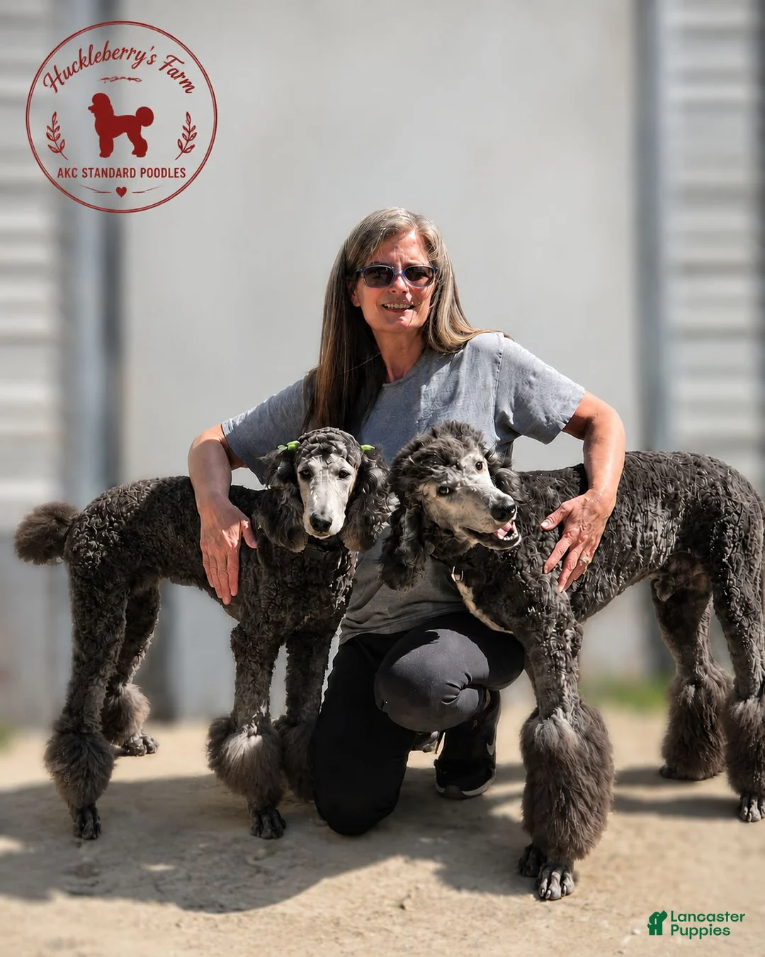 Standard Poodle dogs for sale: Abby - Ad 2