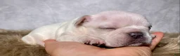 Frenchton dogs for sale: Mr. Archie - Ad 4