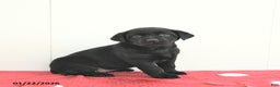 Labrador Retriever dogs for sale: Skye - Ad 1