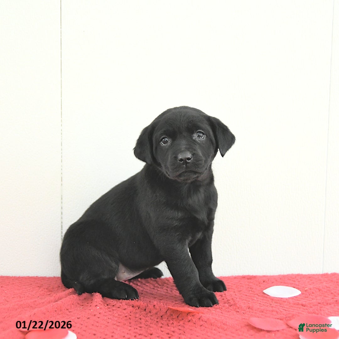 Labrador Retriever dogs for sale: Skye - Ad 1