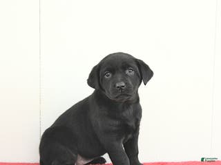 Labrador Retriever dogs Skye - Ad 41