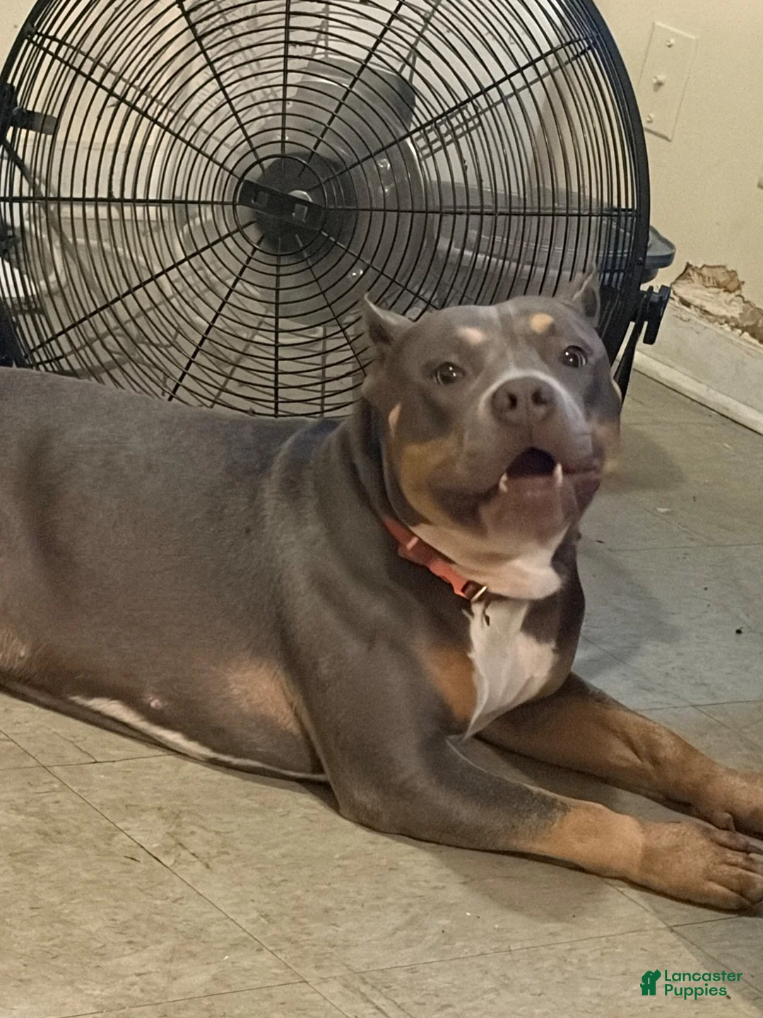 American Bully dogs for sale: American Bully 1 - Ad 2