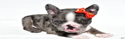 Mixed Breed dogs for sale: Bentley - Ad 5