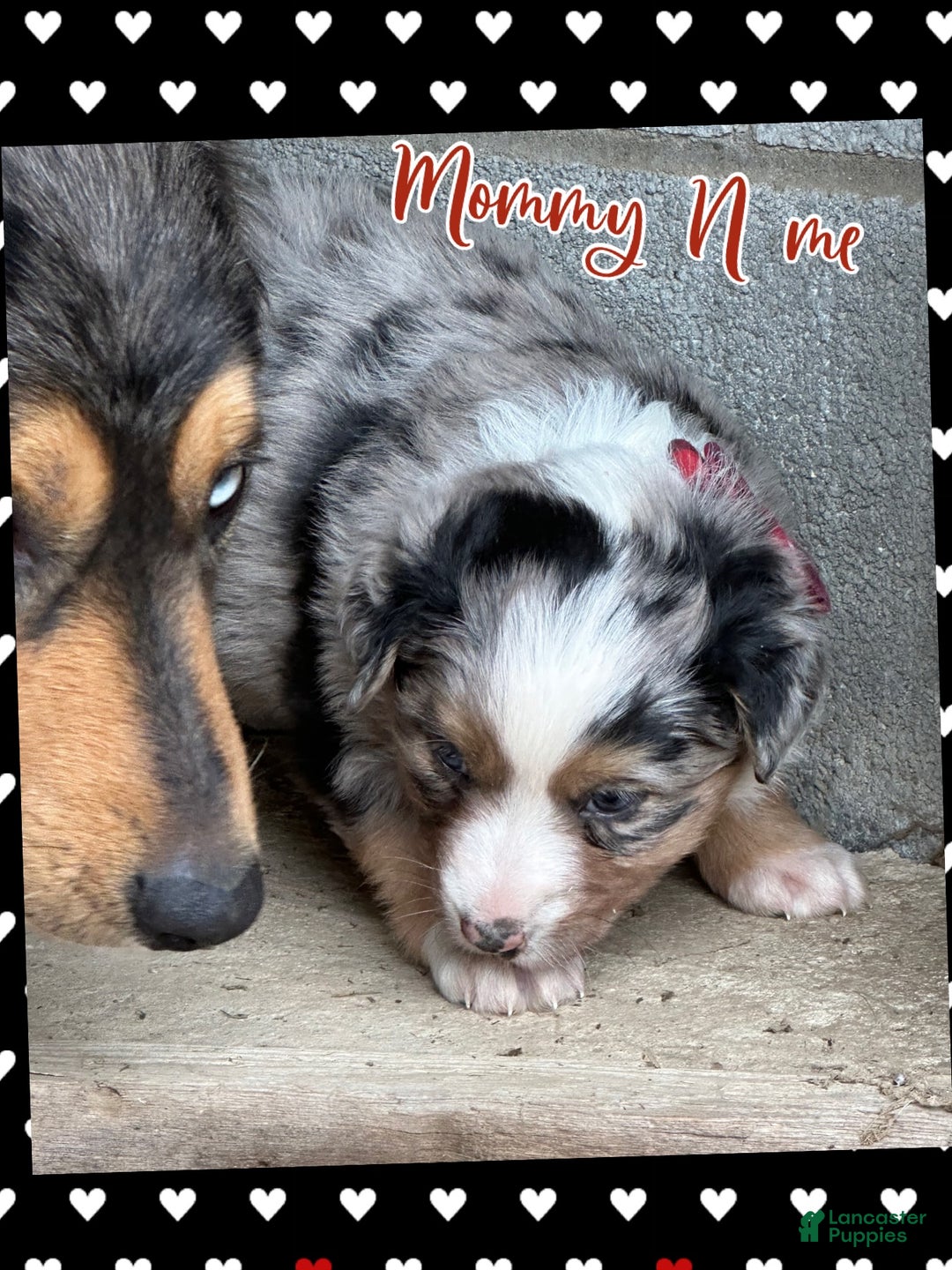 Miniature Australian Shepherd dogs for sale: Tinsel - Ad 4